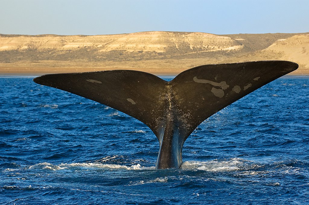 A whale breaching the surface in Puerto Madryn