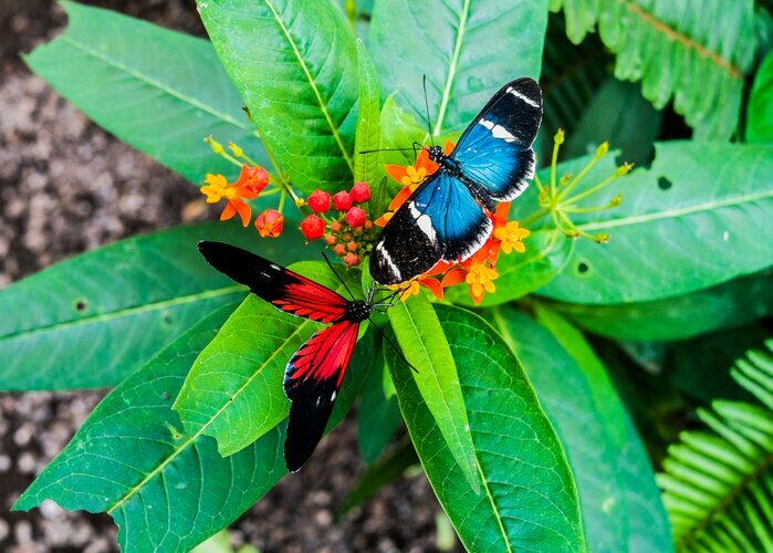 Butterflies in Mindo's Cloud Forest