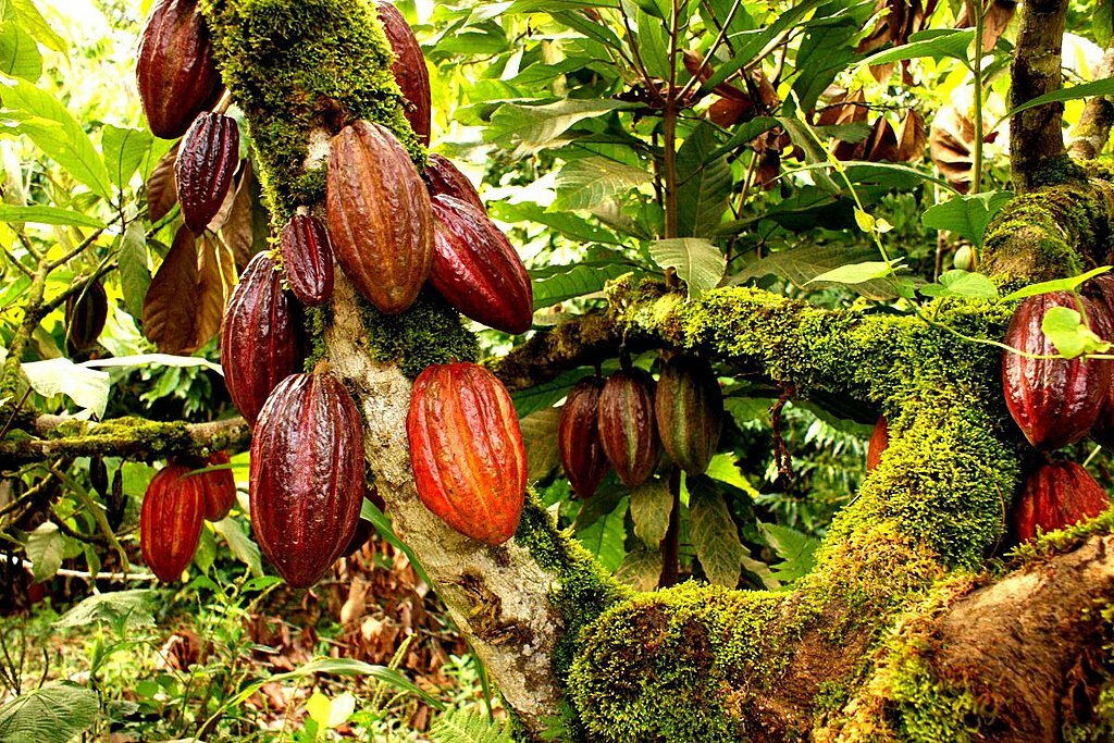 Guatemala Cacao