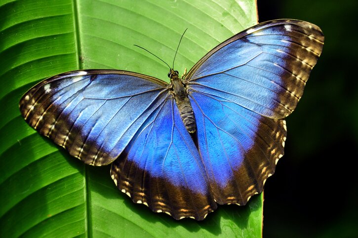 Yasuni Fauna