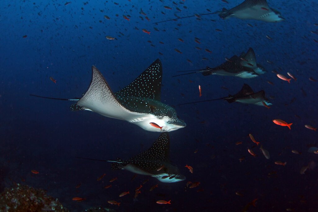 Eagle Ray