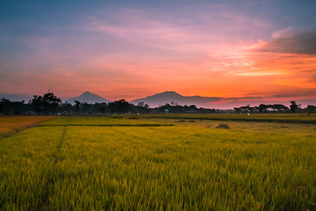 Sunset view of the countryside around Surakarta (Solo)