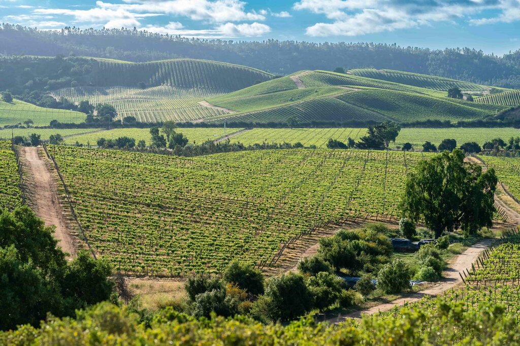 Casablanca Wine Tour with Lunch