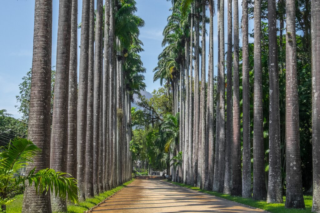 Rio Botanical Garden Tour