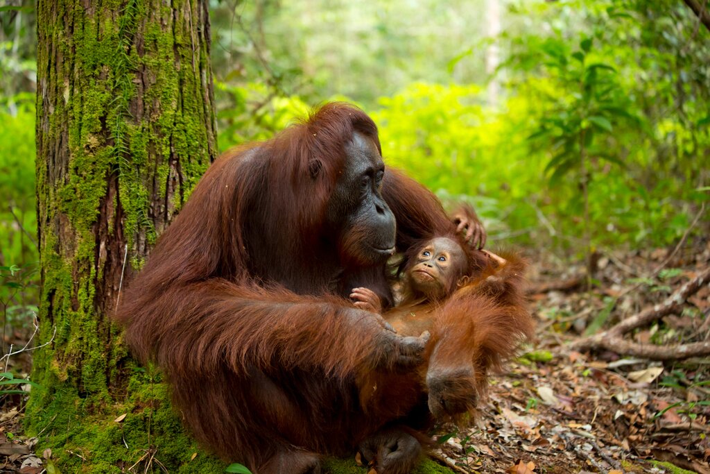 Trekking and Visit Feeding Station at Pondok Tanggui
