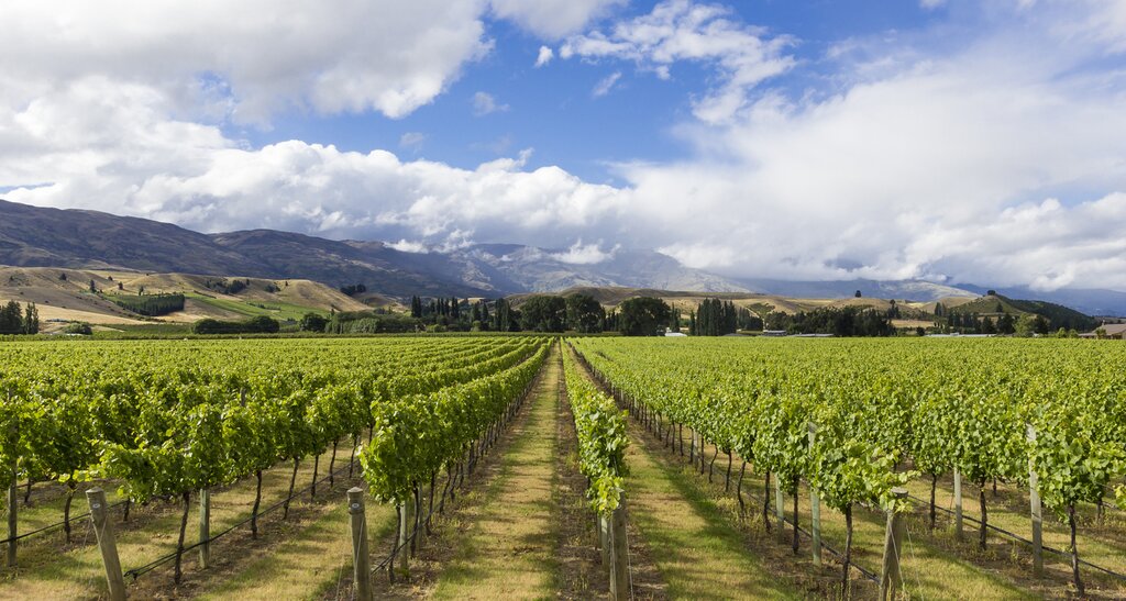 Cromwell's dry, arid landscape is perfect for pinot noir vines