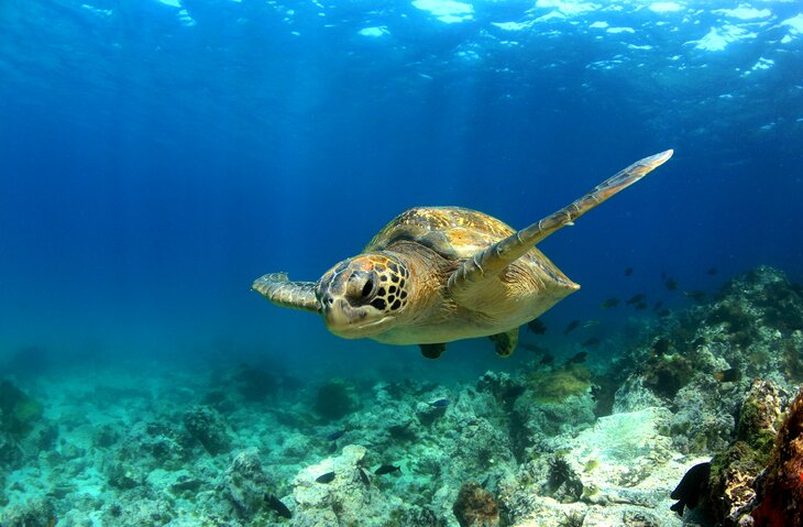 Sea turtle