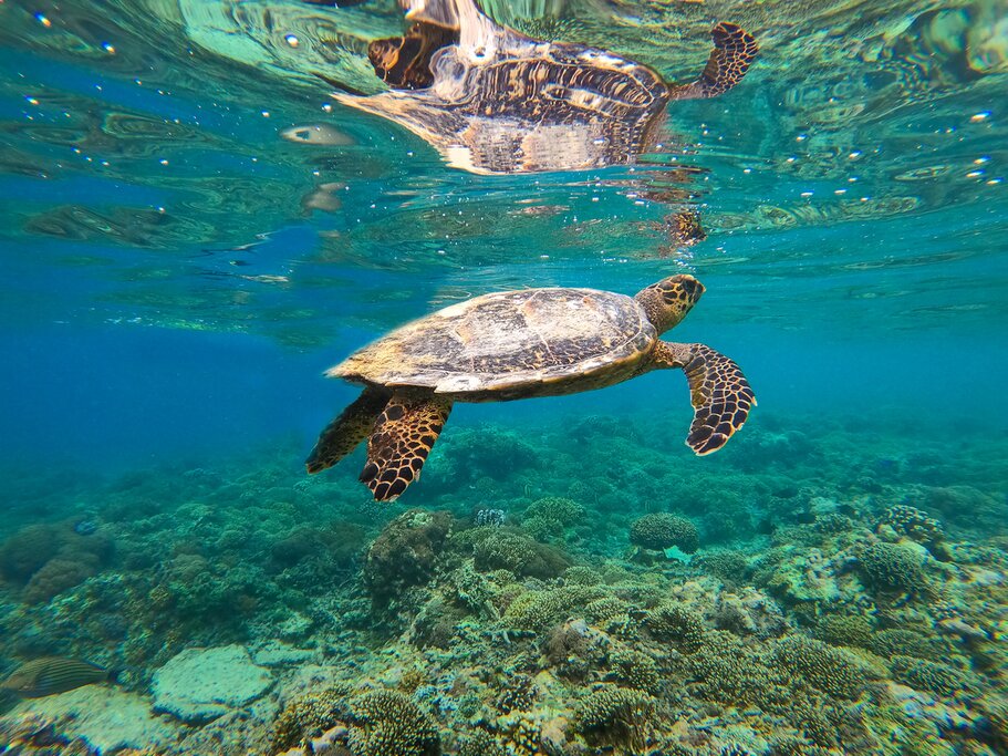 Island Hopping and Snorkeling in Gili
