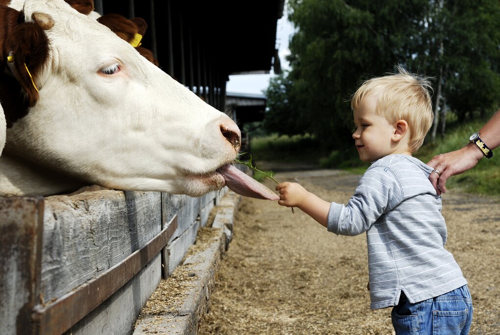 A little blonde boy feeds a cow on a Central American farm