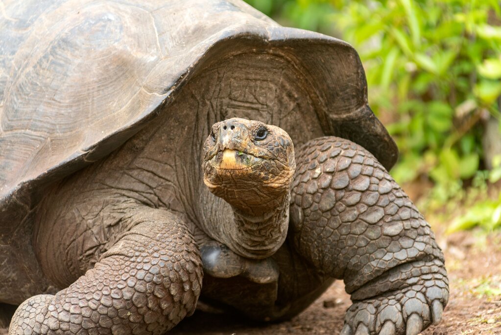 Meet the giant tortoises