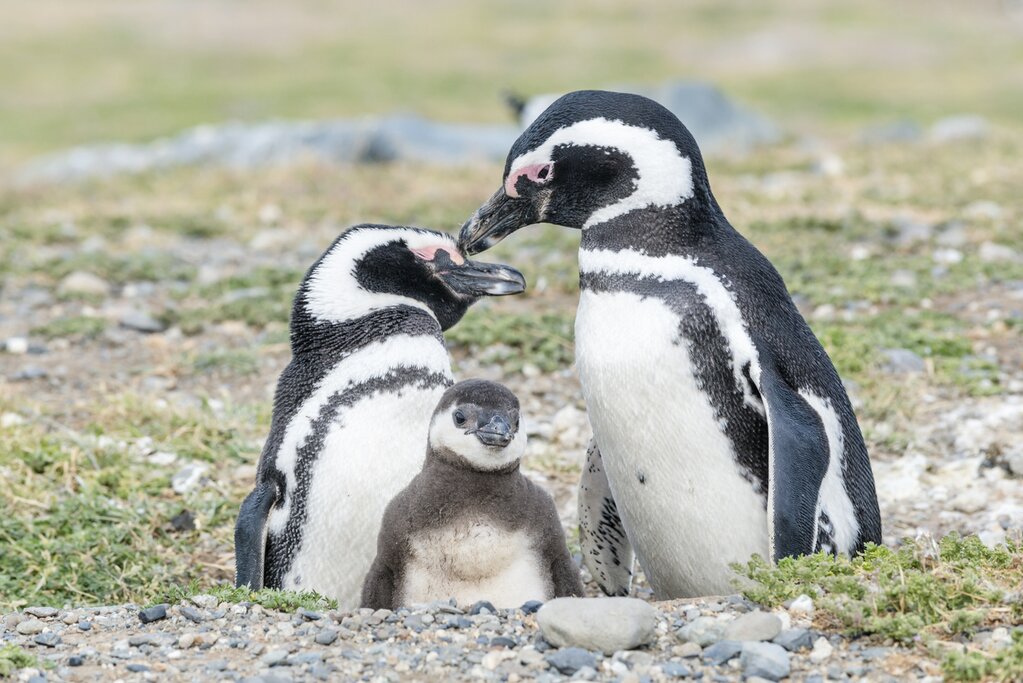 See penguins and other wildlife in Patagonian Chile