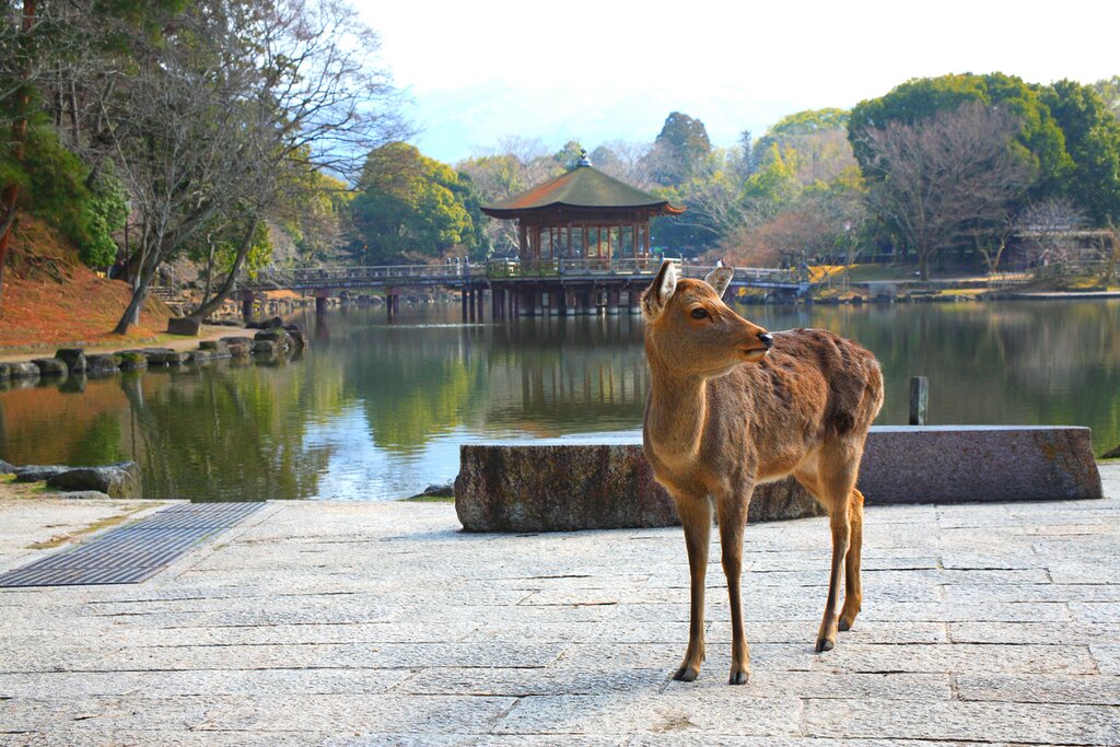 Nara