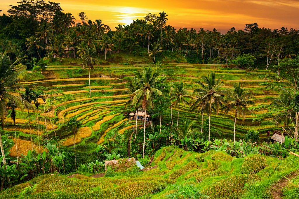 Indonesia, Bali - The beautiful rice terraces of Ubud