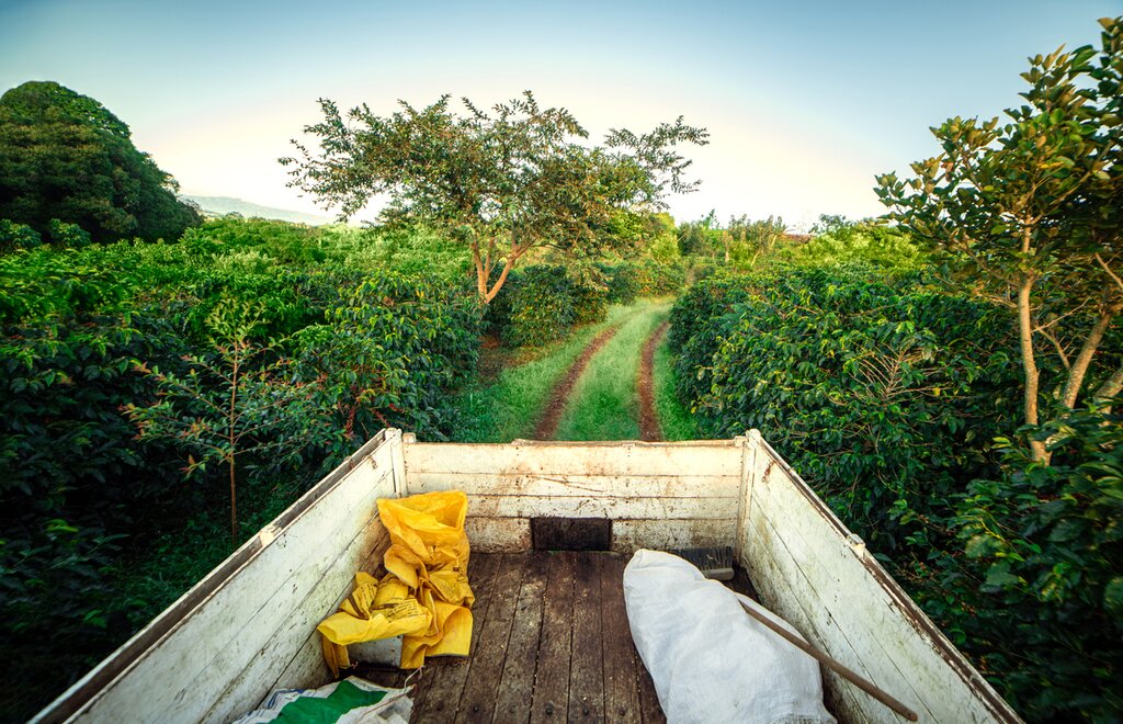 Tour a working coffee farm