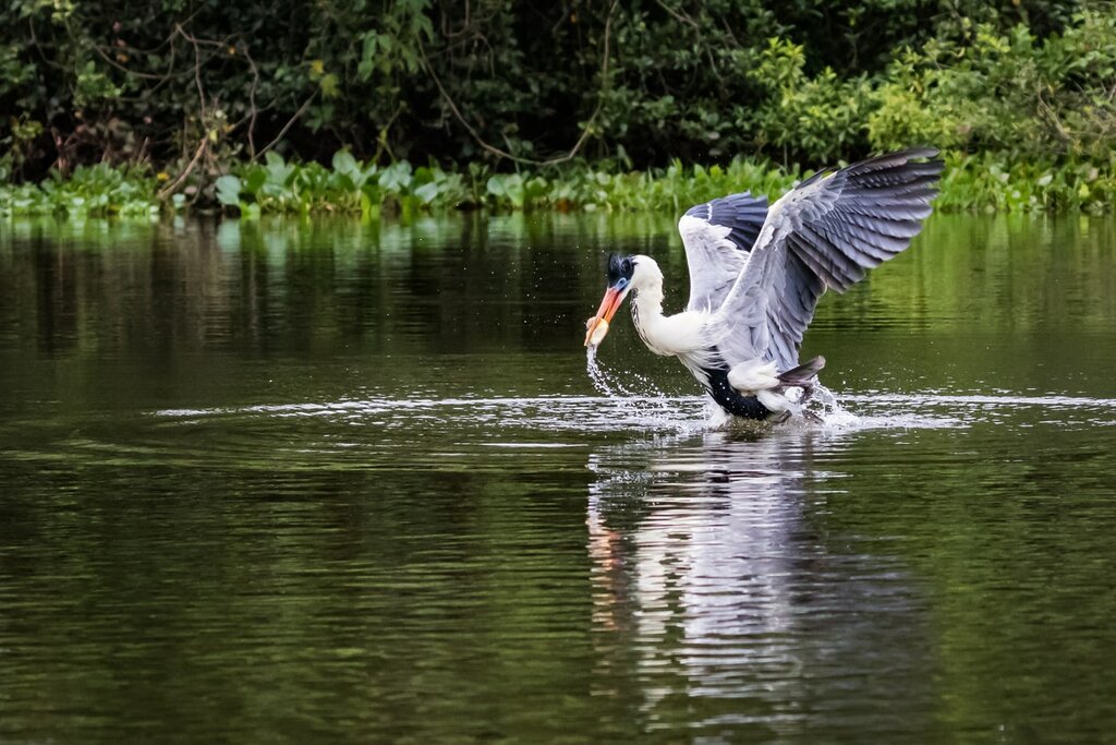 A cocoi heron catches fish in the water in Pantanal