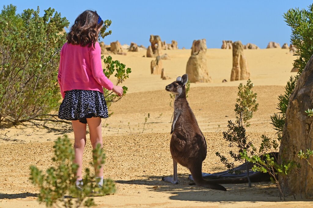 Girl and kangaroo at the Pinnacles Desert in Western Australia
