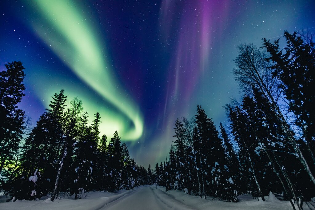 The northern lights above a snowy forest