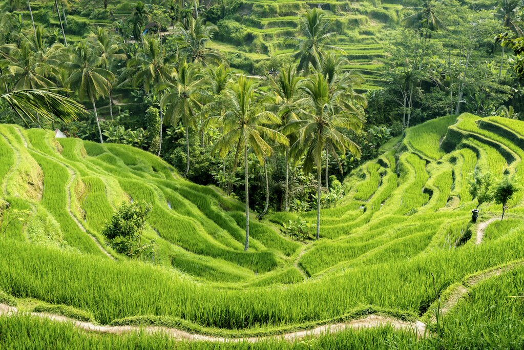 Tegalalang rice terraces