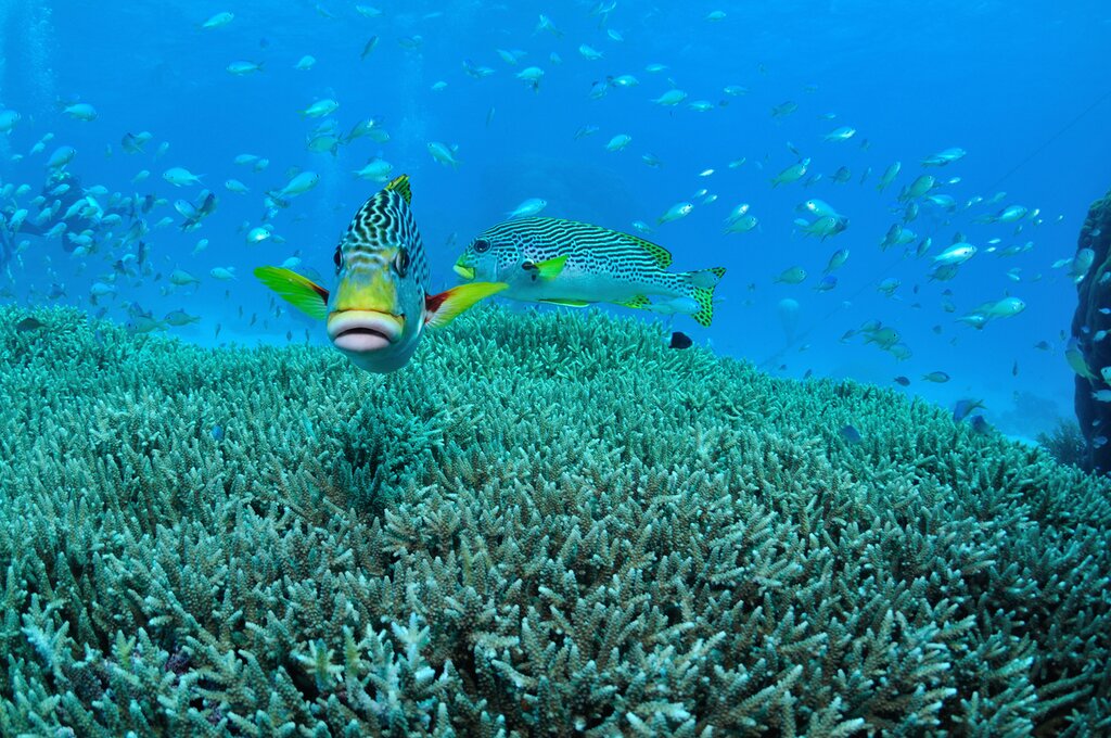 Snorkel the Great Barrier Reef