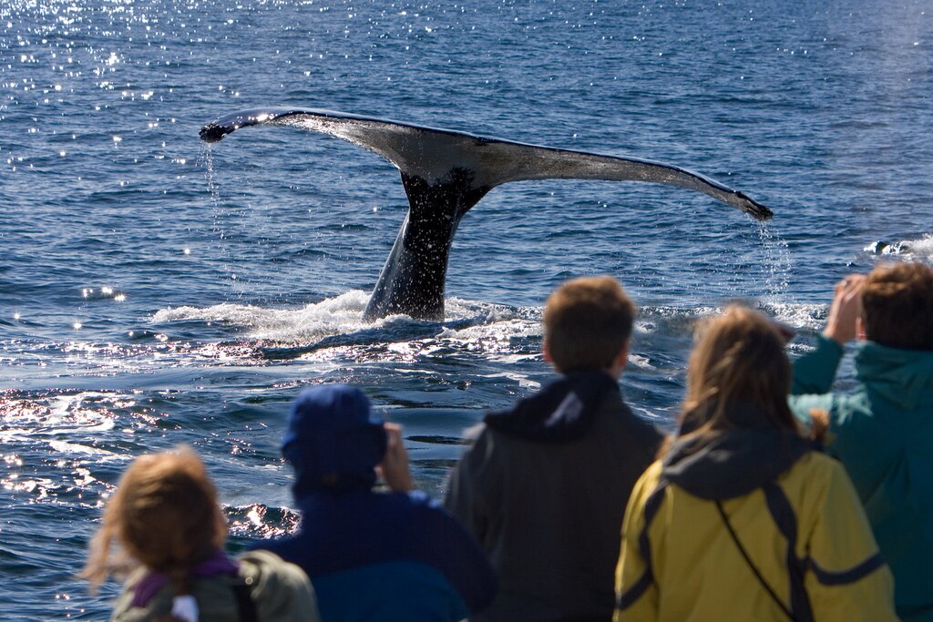 Whale watching at Husavik