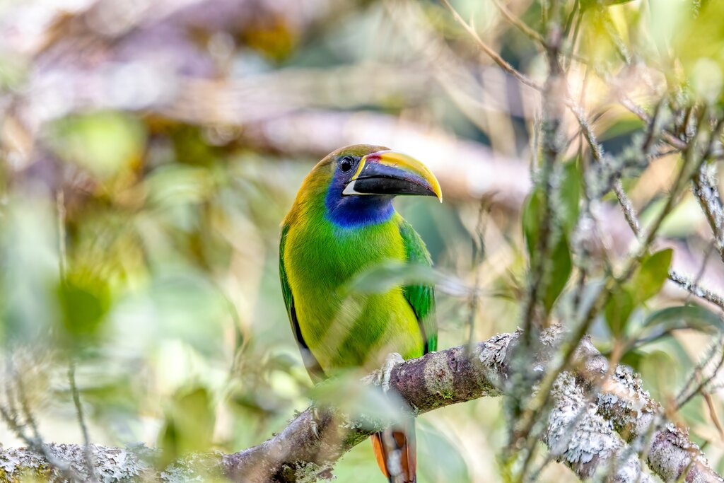 See the emerald toucanet on today's hike