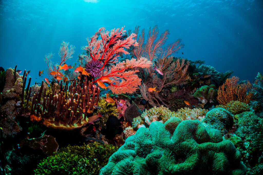Take your pick between snorkeling and diving in the Great Barrier Reef
