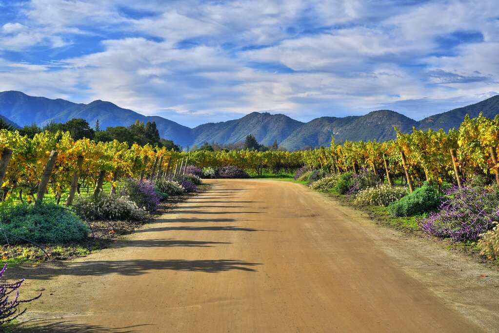 Visit beautiful Chilean vineyards