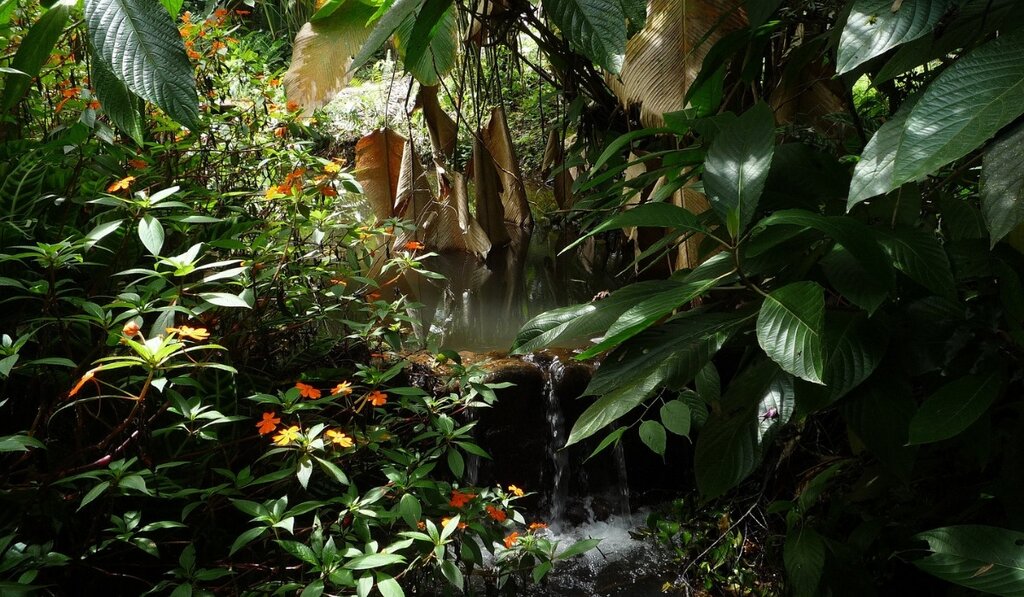 Expedition to Mindo Cloud Forest