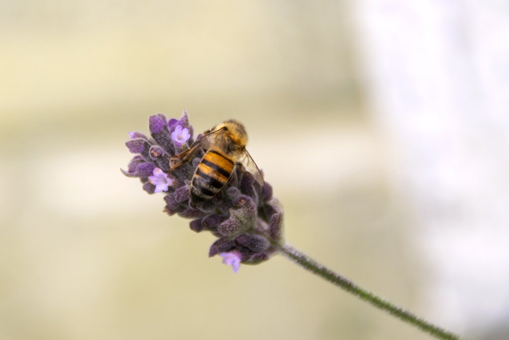 A honey bee pollinating lavender in Guatemala