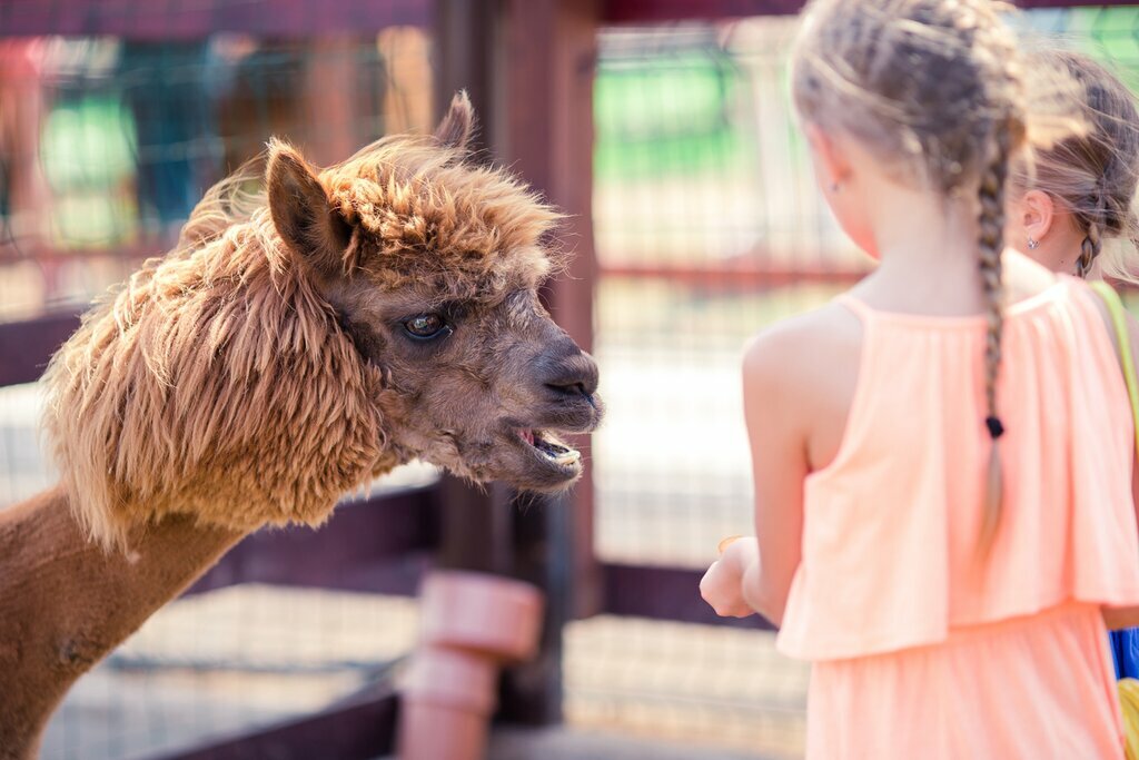 See Alpaca's on today's tour