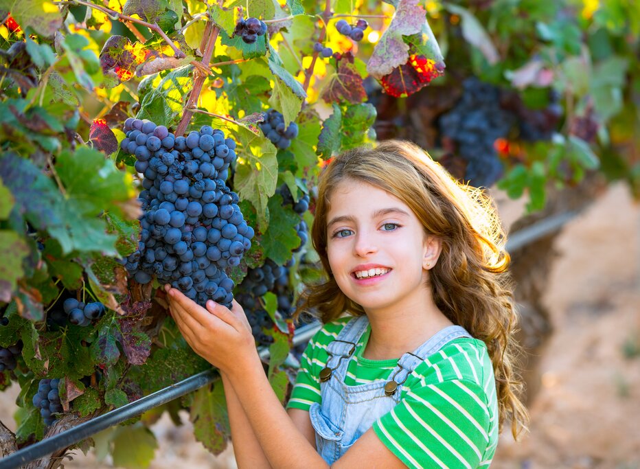 Little girl in a vineyard
