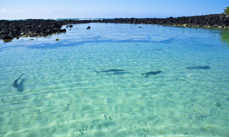 Kayaking Adventure in Tortuga Bay & Afternoon Bay Tour of Santa Cruz Island