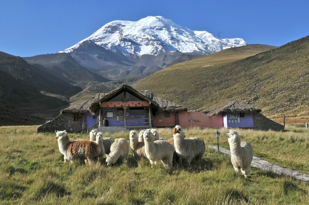 Drive past a sheep farm near Chimborazo volcano