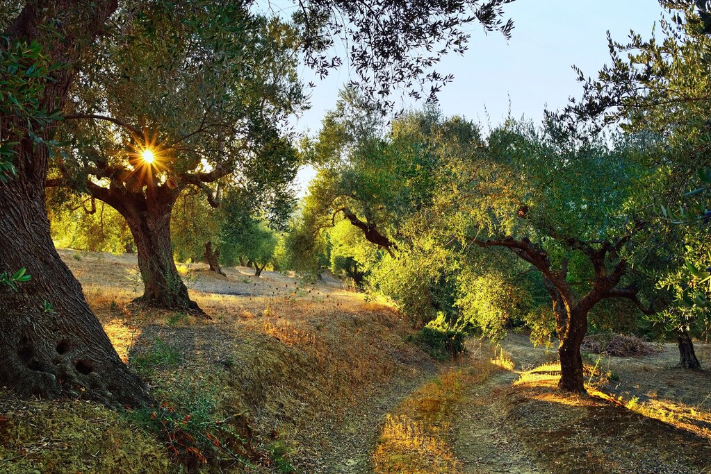 Olive groves