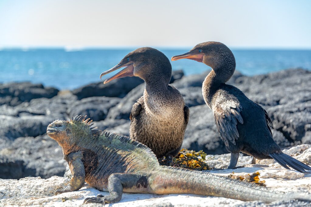 Flightless cormorant and marine iguanas 