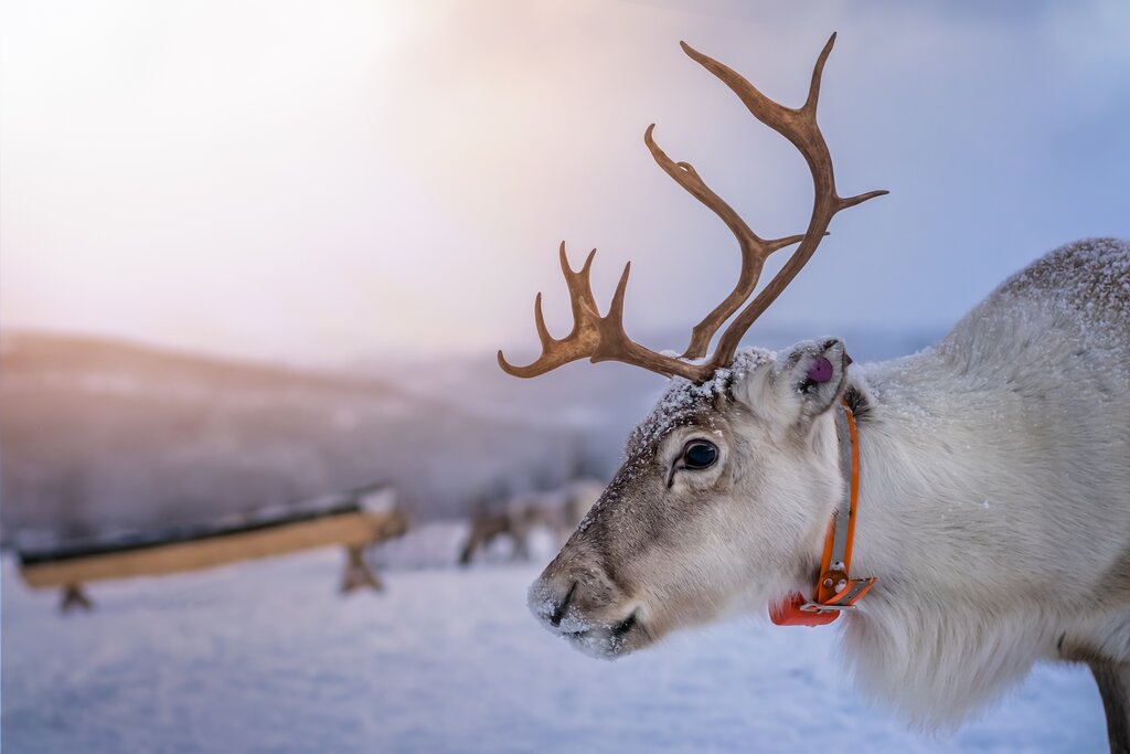 Close-up of a reindeer in the snow