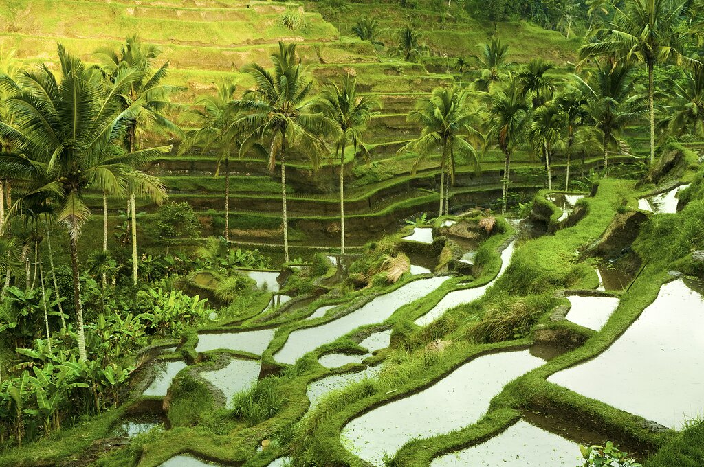 Welcome to Bali