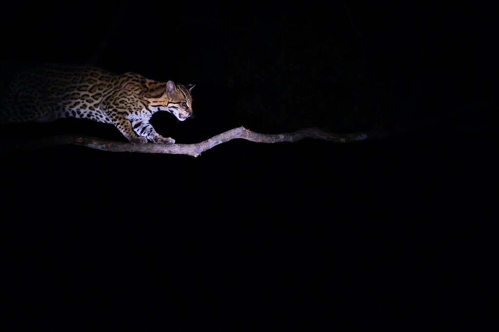 See ocelots on a nighttime safari