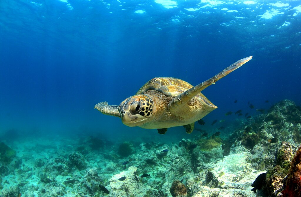 Sea Turtle