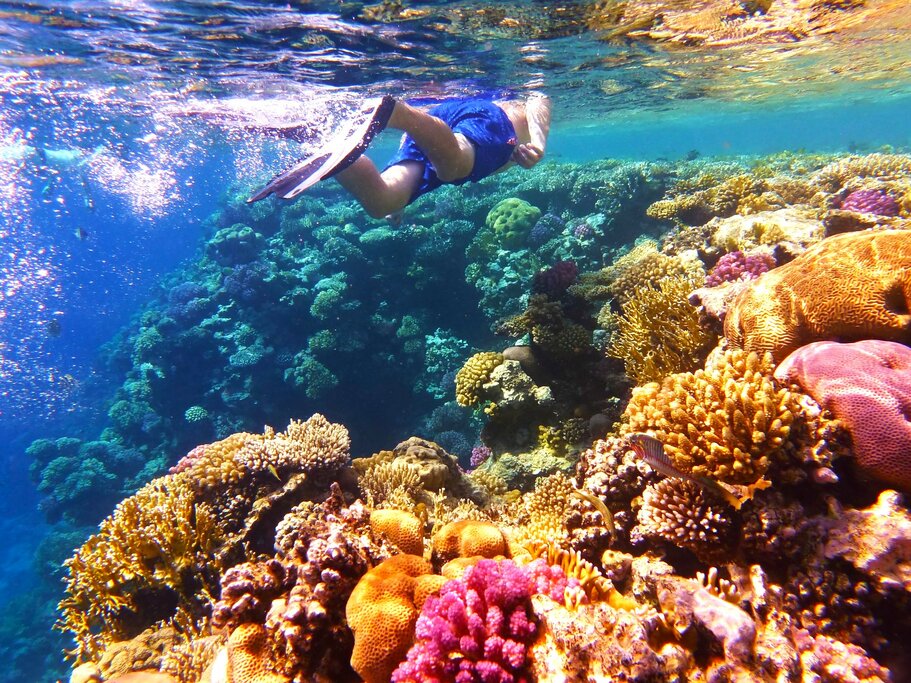 Explore the Great Barrier Reef