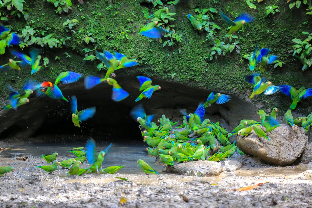 Watch colorful parrots flock to the Ecuador Amazon's natural clay licks