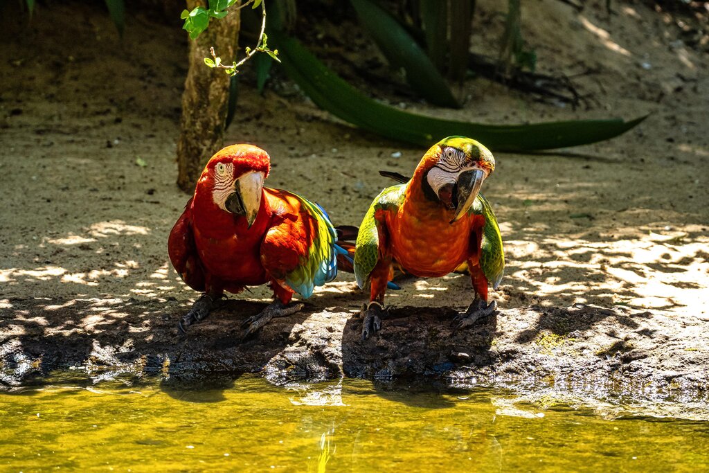 Red and green macaws in the Parque das Aves
