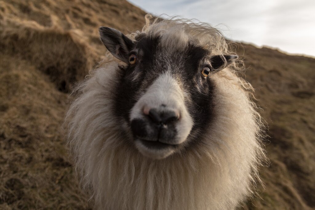 Sheep on the Westman Islands