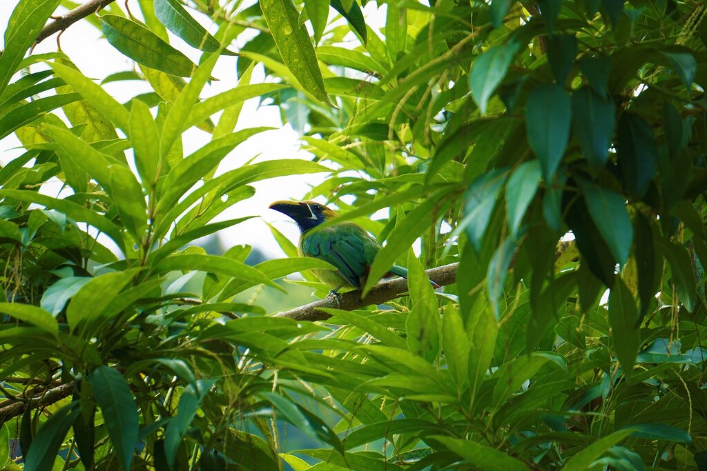 emerald toucanet amongst the leaves