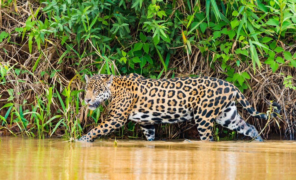 You might spot a jaguar on the riverbank