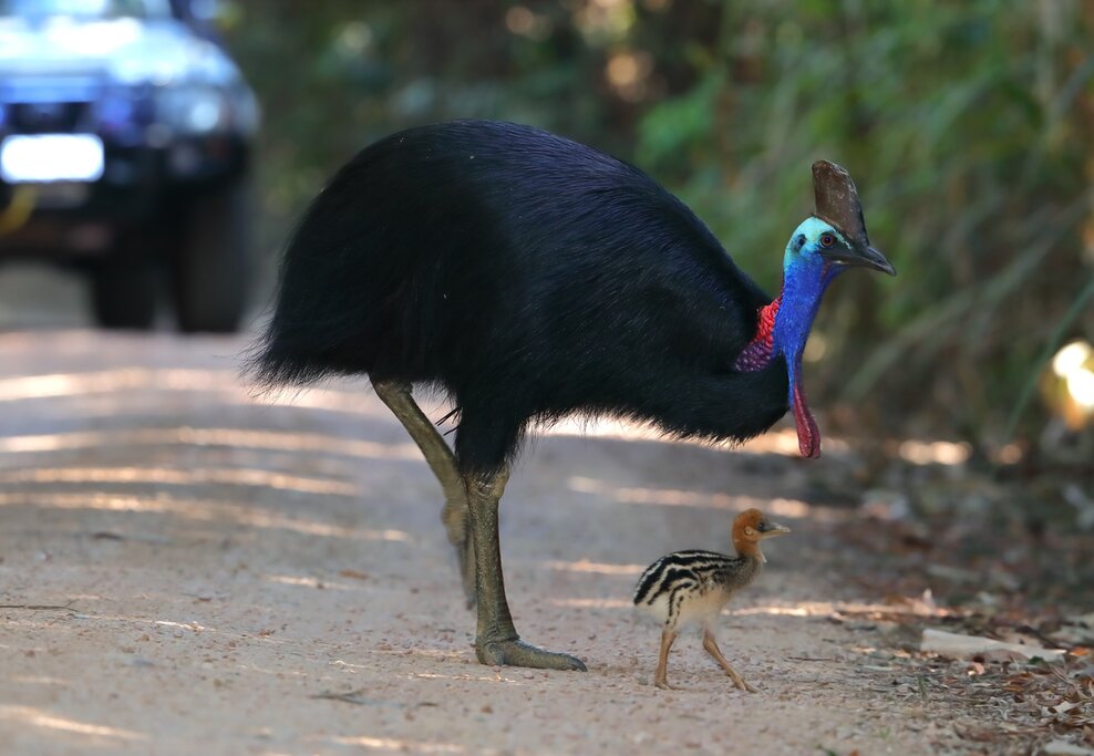 Male southern cassowary and chick