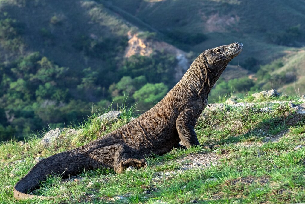 Komodo Dragon