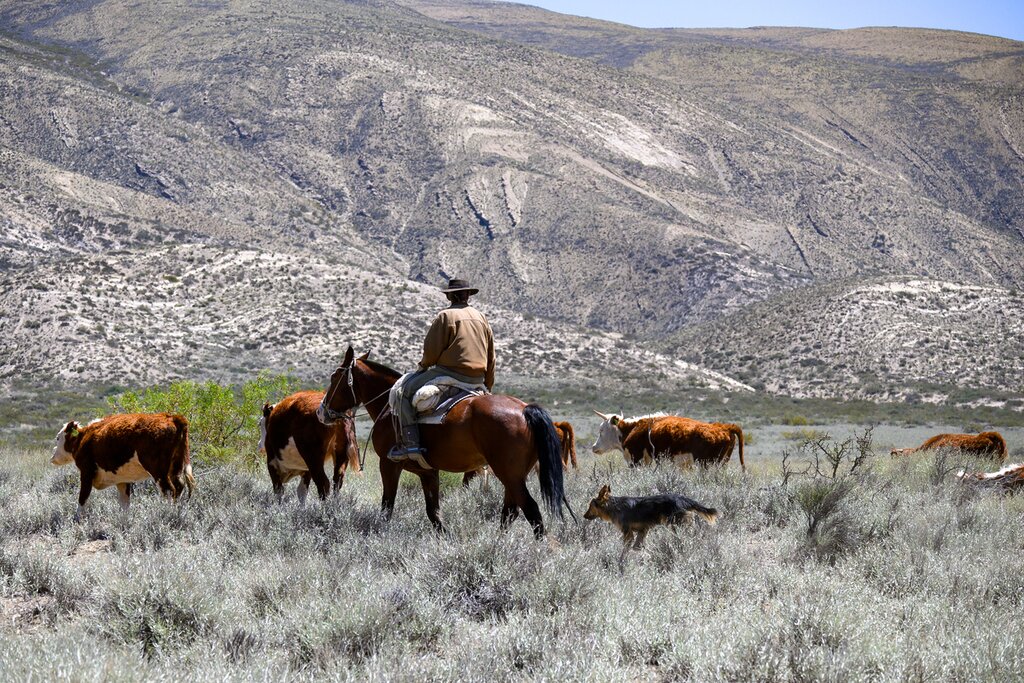 Gauchos are master horsemen