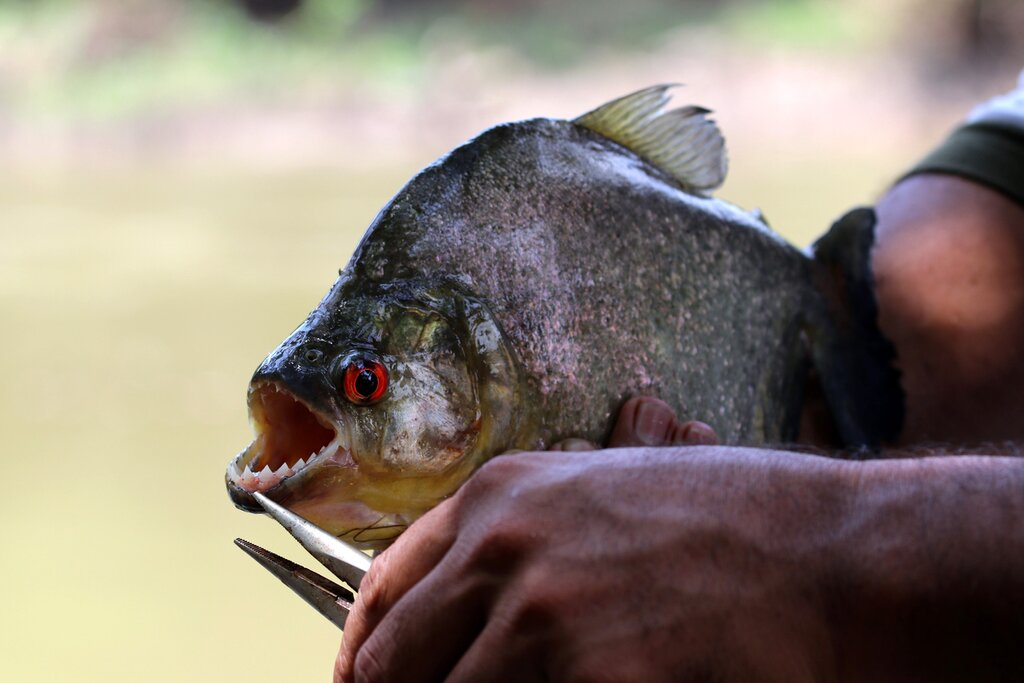 See if you can catch a piranha