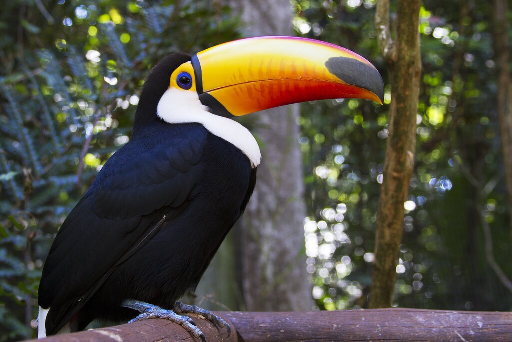 Discovering the Amazon